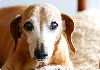 Cremation for Pets - Cute Dog Face - Far North Queensland