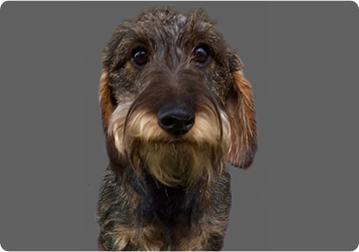 Cremation for Pets - Cute Dog Face - Far North Queensland