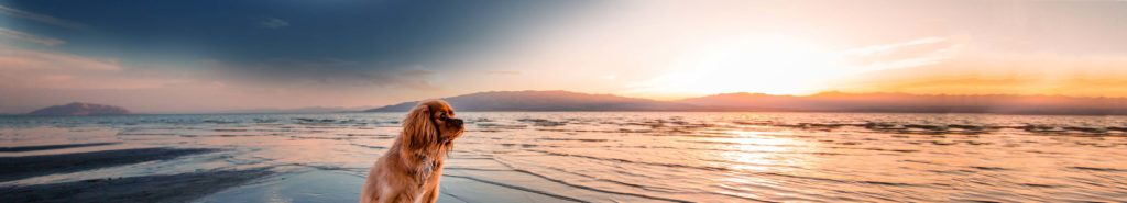 Cremation for Pets - Dog on Beach at Sunset - Far North Queensland