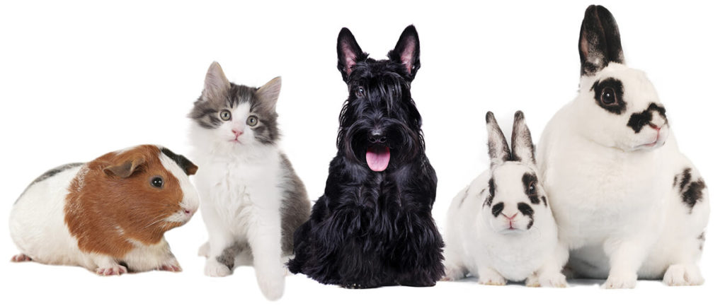 Cremation for Pets - Pets - Dog Cat Rabbit Hare Hamster - Far North Queensland
