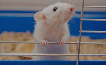 Cremation for Pets - Mouse - Far North Queensland