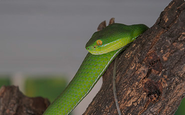 Cremation for Pets - Snake - Far North Queensland