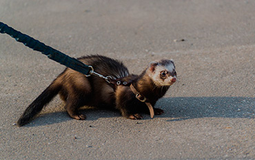 Cremation for Pets - Ferret - Far North Queensland