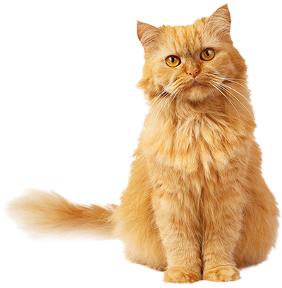 Cremation for Pets - Cat - Far North Queensland