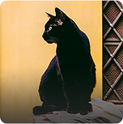 Cremation for Pets - Black Cat - Far North Queensland