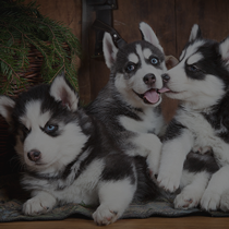 Cremation for Pets - Dog - Far North Queensland