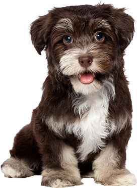 Cremation for Pets - Dog - Far North Queensland