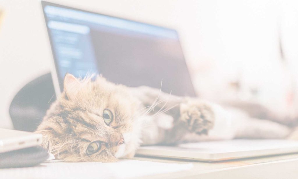 Cremation for Pets - Cat Sleeping on Laptop - Far North Queensland