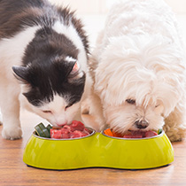 Cremation for Pets - Cat and Dog - Far North Queensland