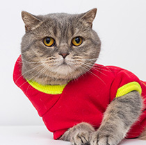 Cremation for Pets - Cat - Far North Queensland