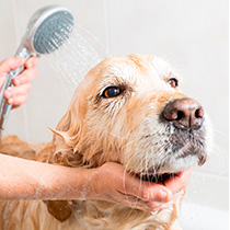 Cremation for Pets - Dog - Far North Queensland