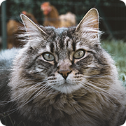 Cremation for Pets - Cat Face Close Up - Far North Queensland
