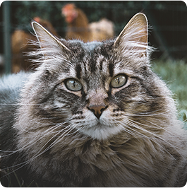 Cremation for Pets - Cat Face Close Up - Far North Queensland