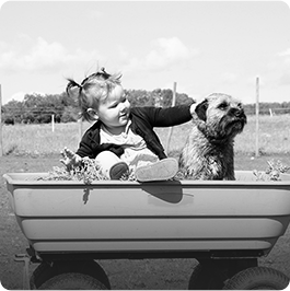 Cremation for Pets - Dog in Boat - Far North Queensland