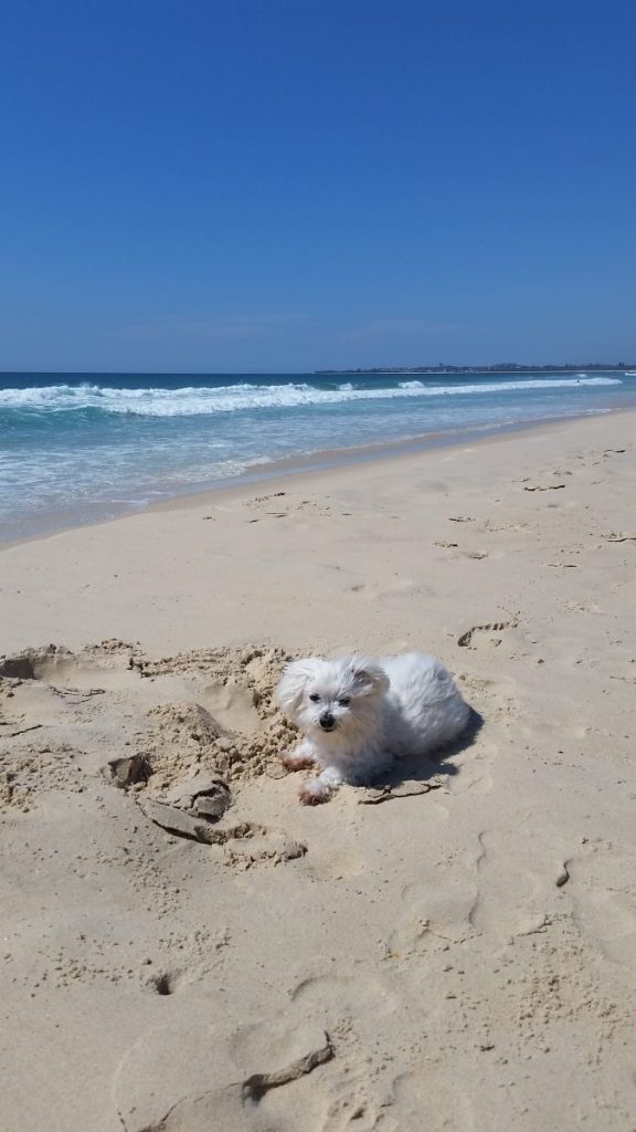 Dog on beach - Cairns