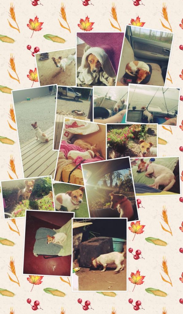 Dog Collage